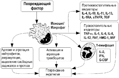 Схема воспаления