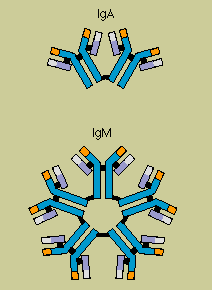 IgA и IgM